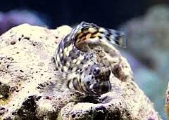 Ideacquario, foto 10