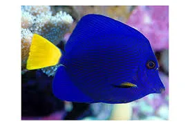 Ideacquario, foto 7
