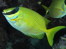 Ideacquario, foto 11
